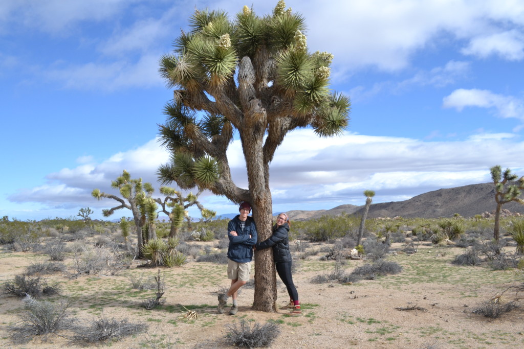 Eagle Mountain: A Desert Day Hike in Joshua Tree National Park