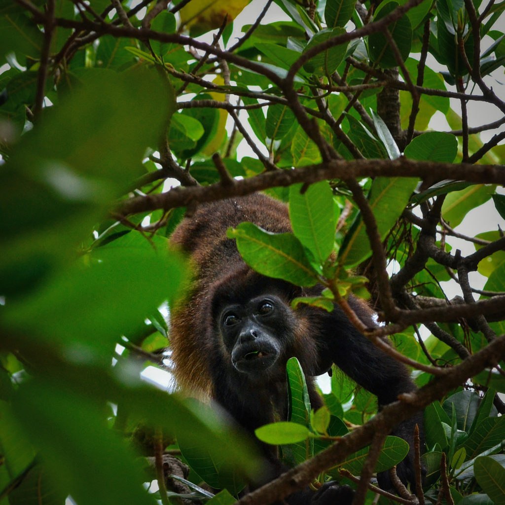 Meet Monkeys in the Jungles of Costa Rica: Bucket List Travel Destinations