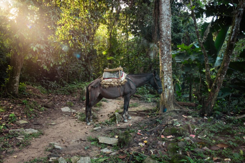 Trek in the Jungle Near Santa Marta, Colombia | Bucket List Travel Destinations