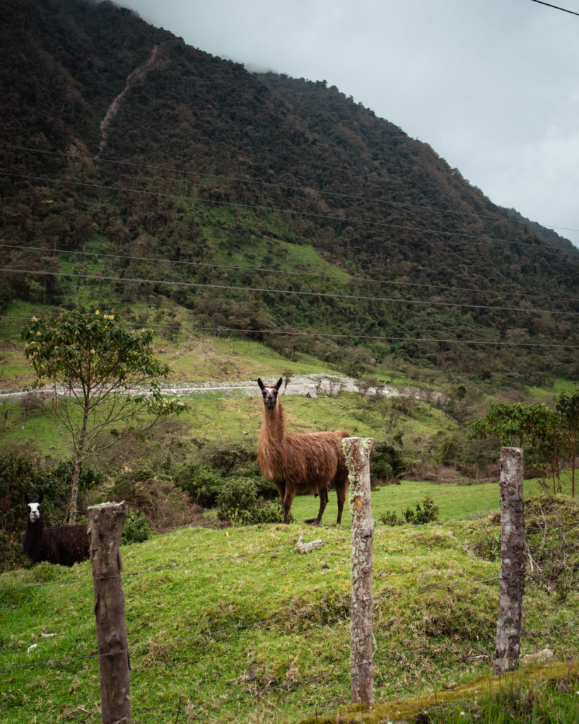 See Alpacas in the Mountains of Ecuador: Bucket List Travel Destinations